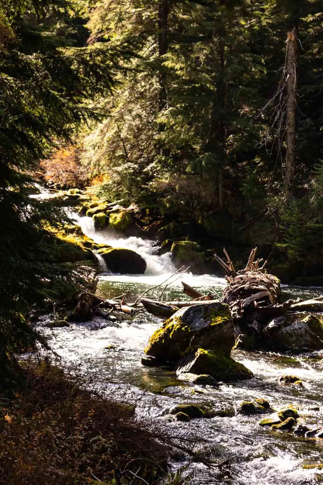 The white water of Lemolo Falls in Umpqua National Forest