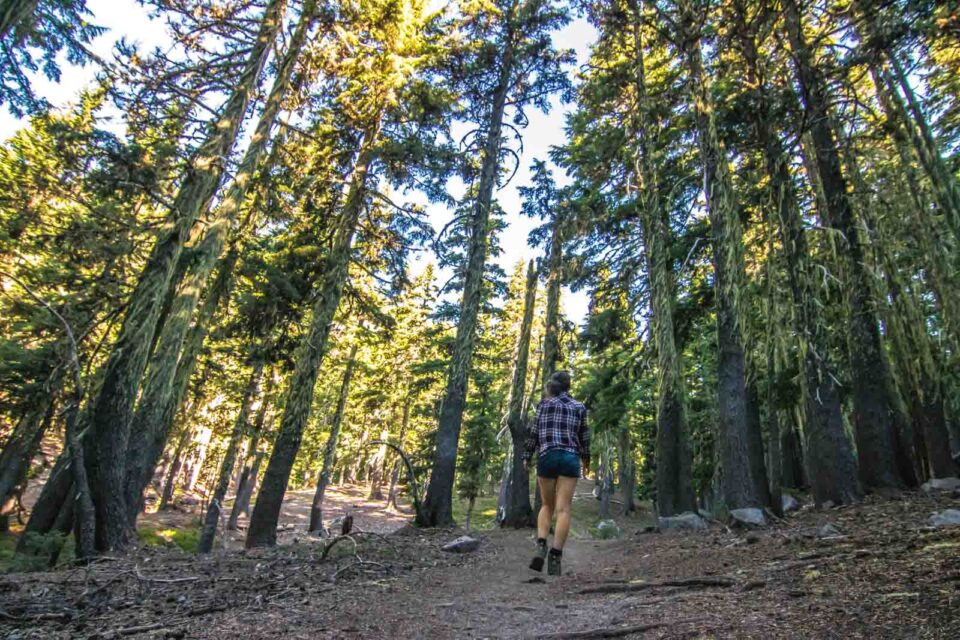 37 of The Best Oregon Hikes You've Got to Check