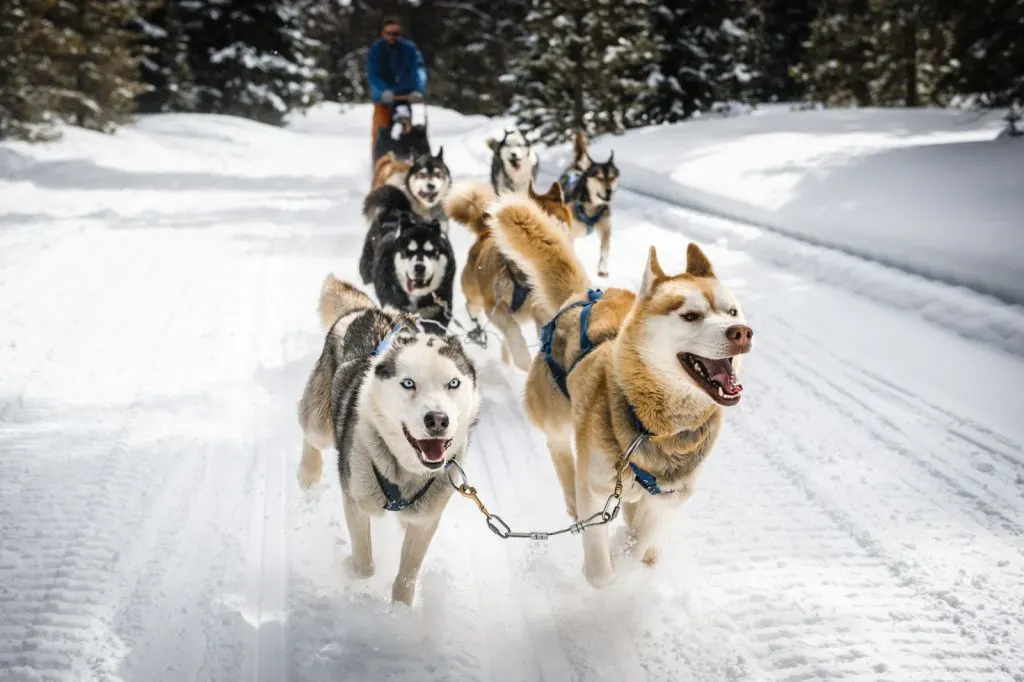 Dog sledding in winter in Oregon