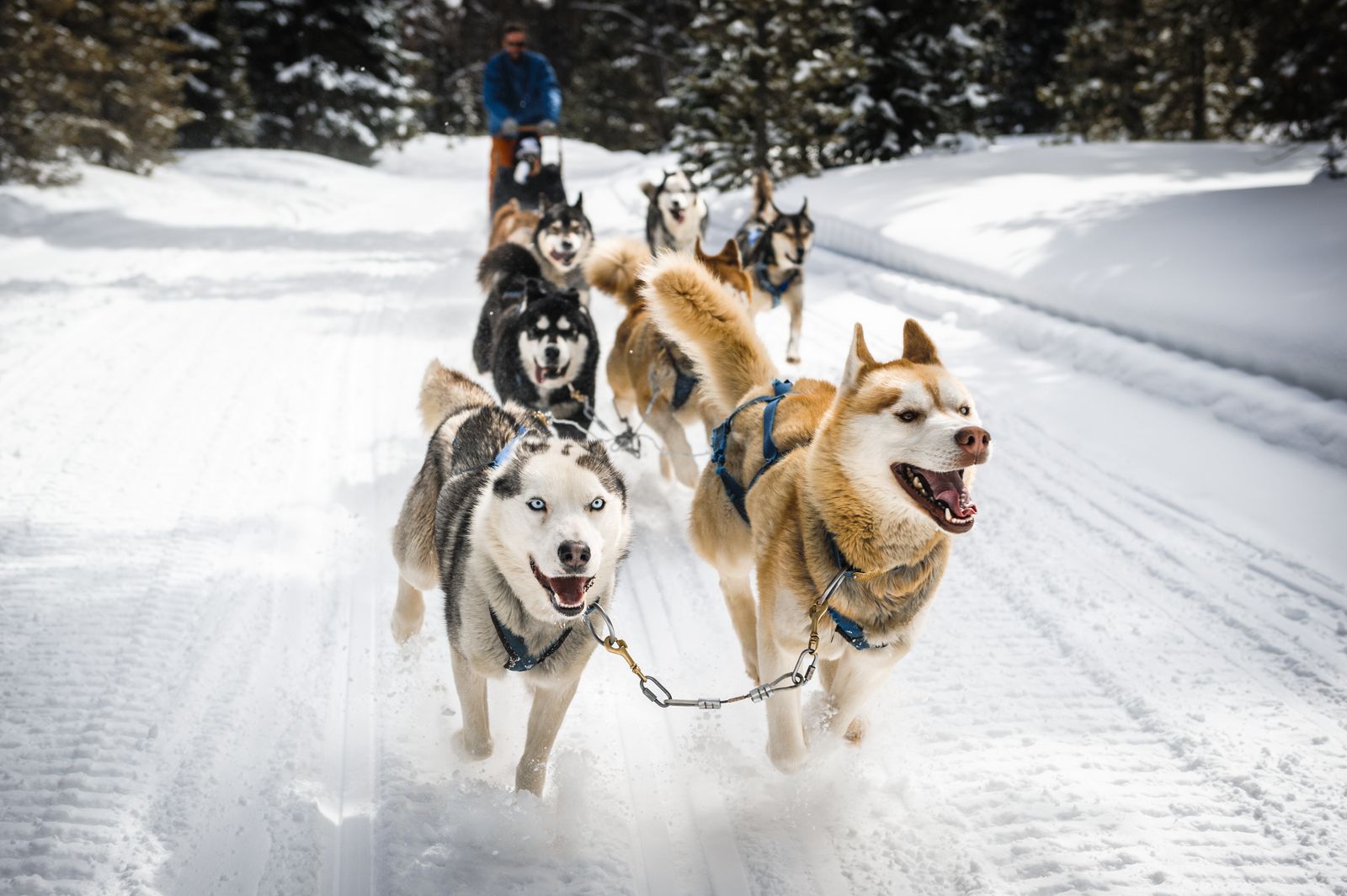 Six huskies pulling a sled along in the snow in Oregon.