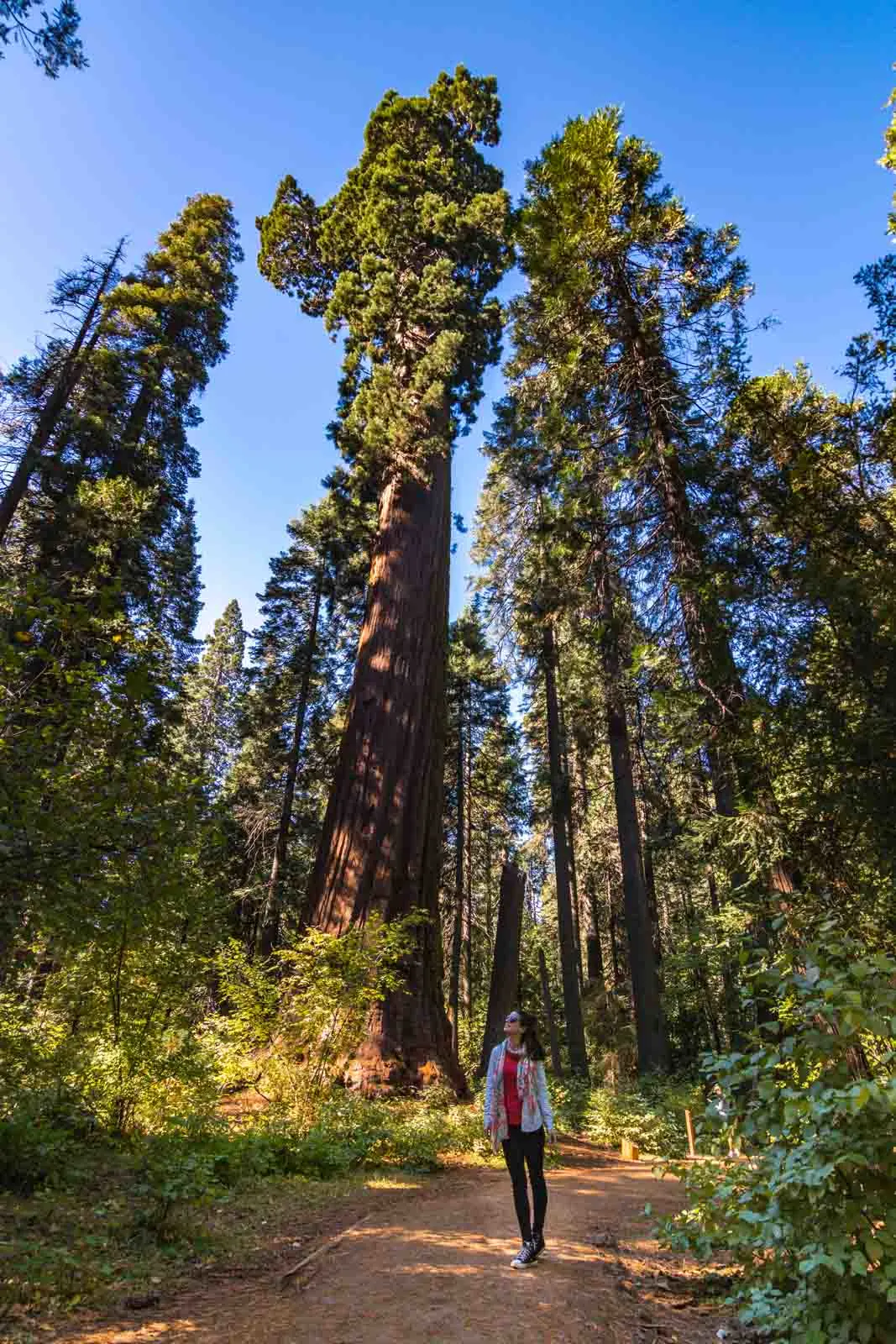 Big trees is yet another thing that should be added to your Northern California road trip