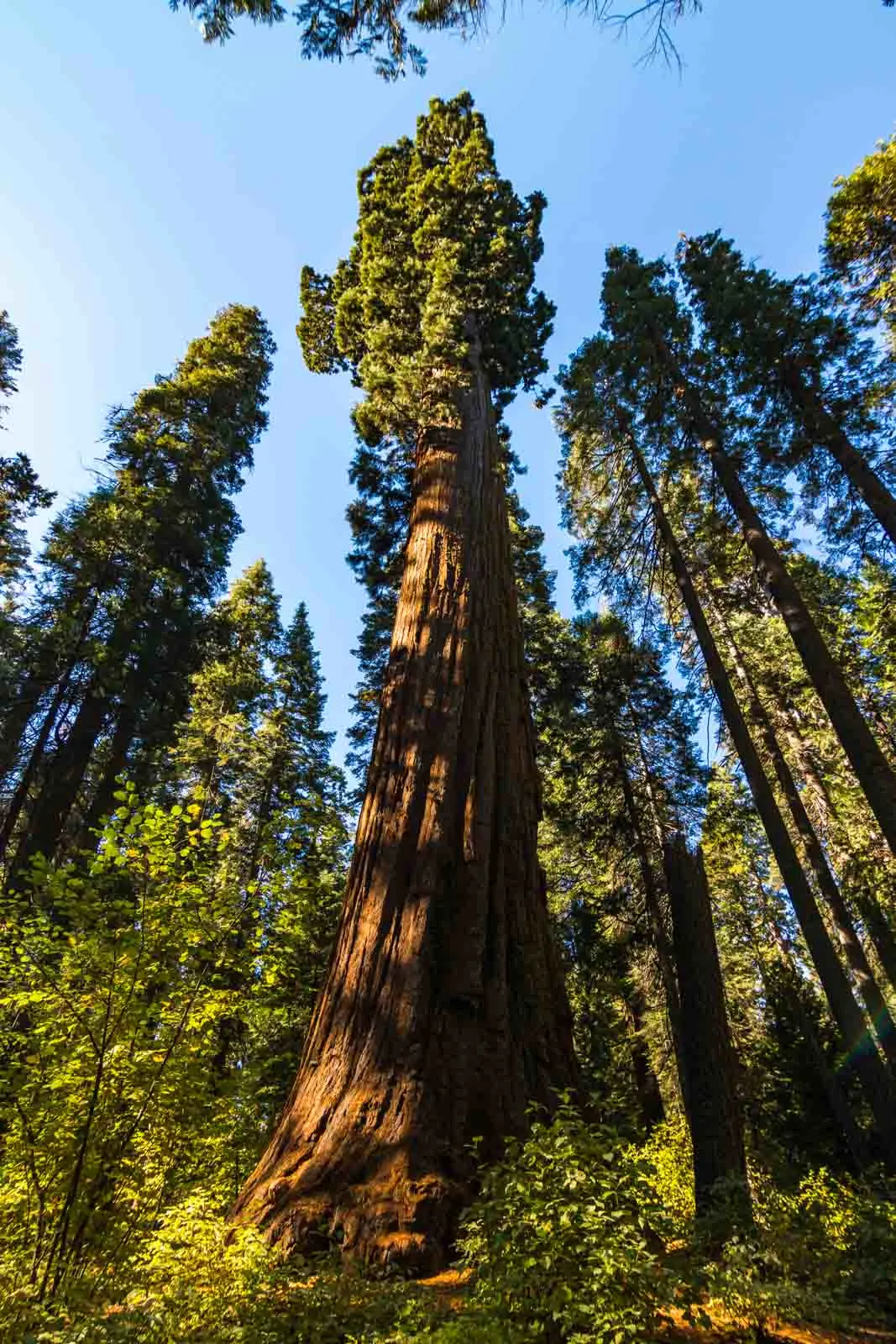 You can't miss the big trees on your Northern California road trip