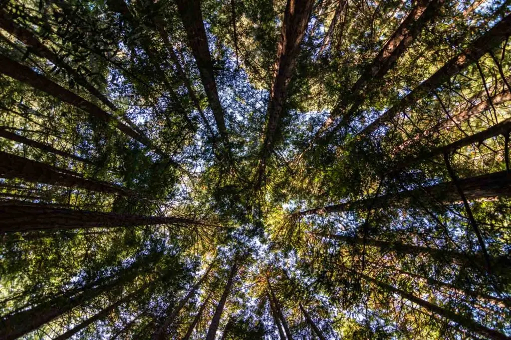 Don't forget to soak in the views of the redwoods during your Northern California road trip