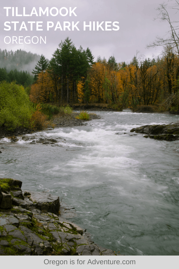 7 Tillamook State Forest Hikes to Tackle