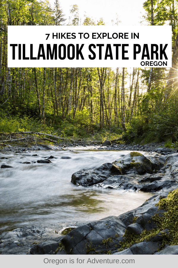 7 Tillamook State Forest Hikes to Tackle