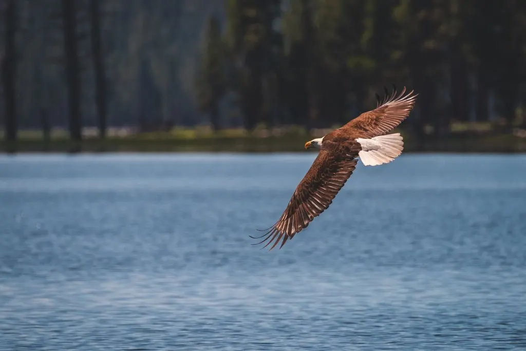 If you're lucky, you might spot a bald eagle in Summer Lake, Oregon.