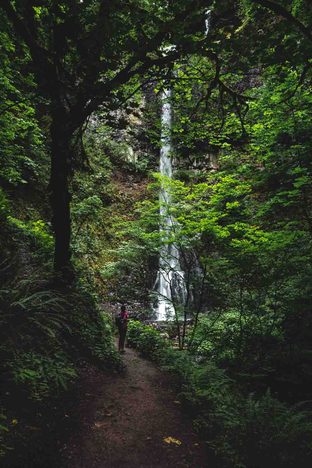 Double Falls is the tallest waterfall in Silver Falls State Park.