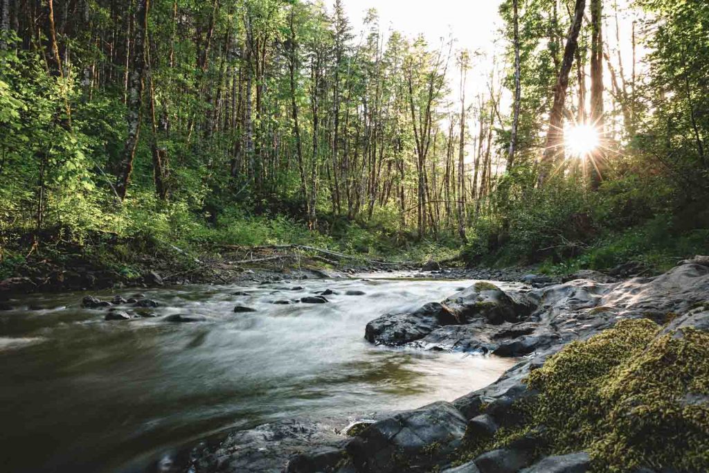 Gales Creek is one of the best Tillamook forest hikes.