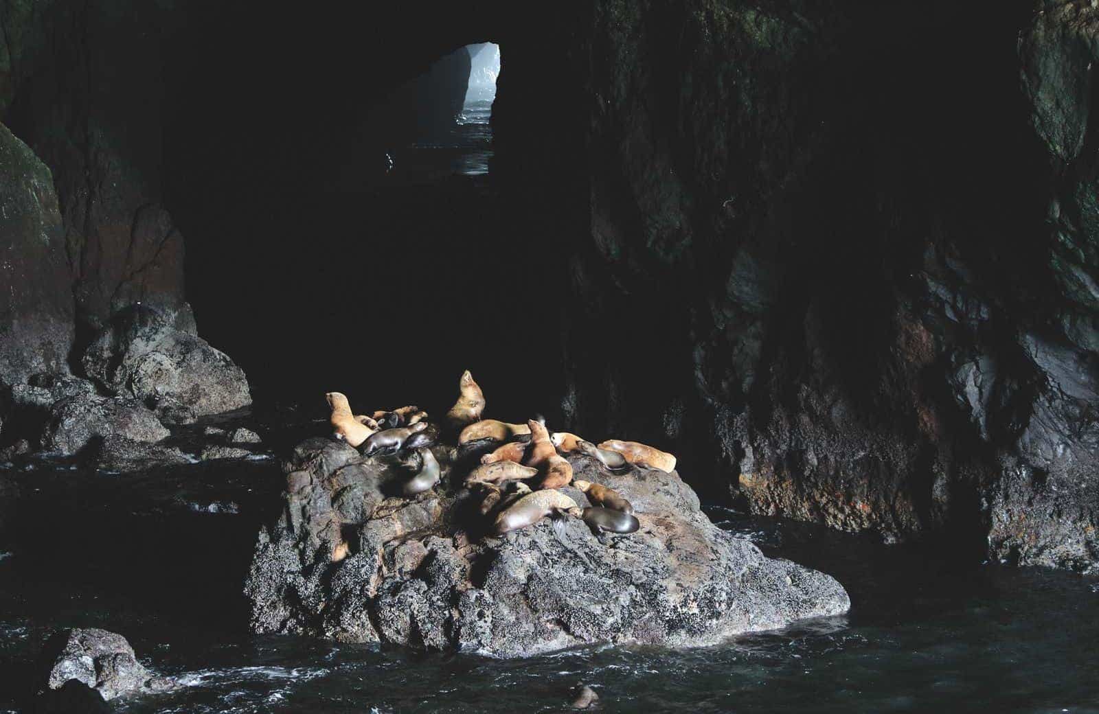 Sea lions basking on a rock inside Sea Lion Cave near Florence.