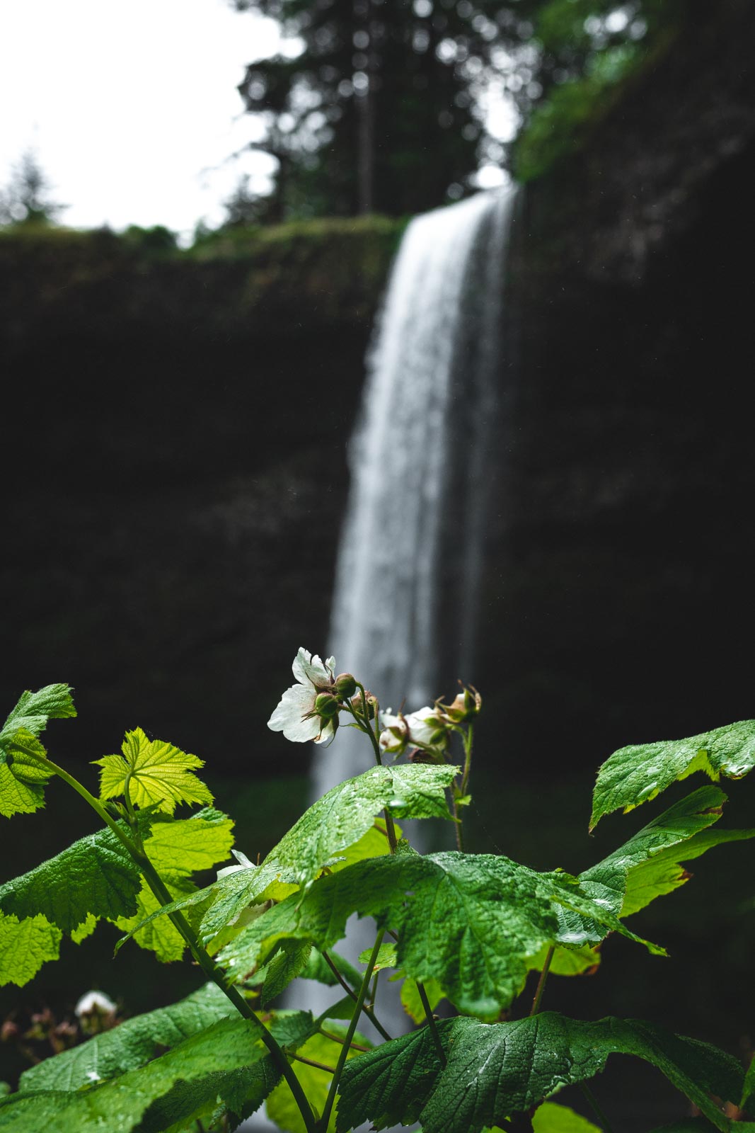 South Falls is a must on your Silver Falls hike.