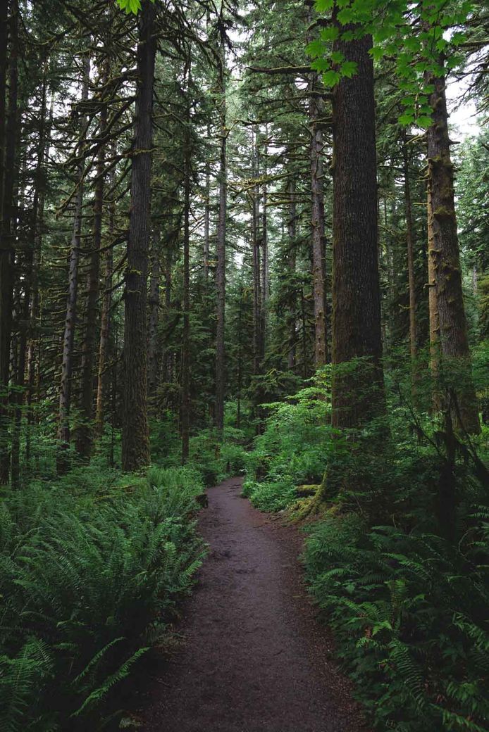 There are so many beautiful trails that lead you Oregon waterfall hikes.