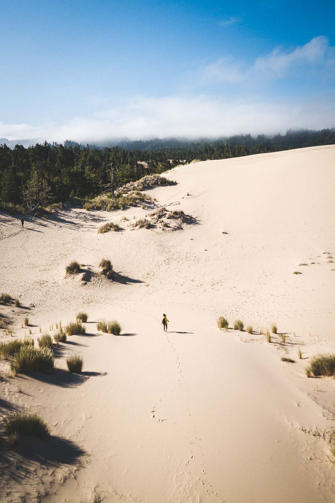The John Dellenback Trail is a challenging and fun trail in the Oregon sand dunes.