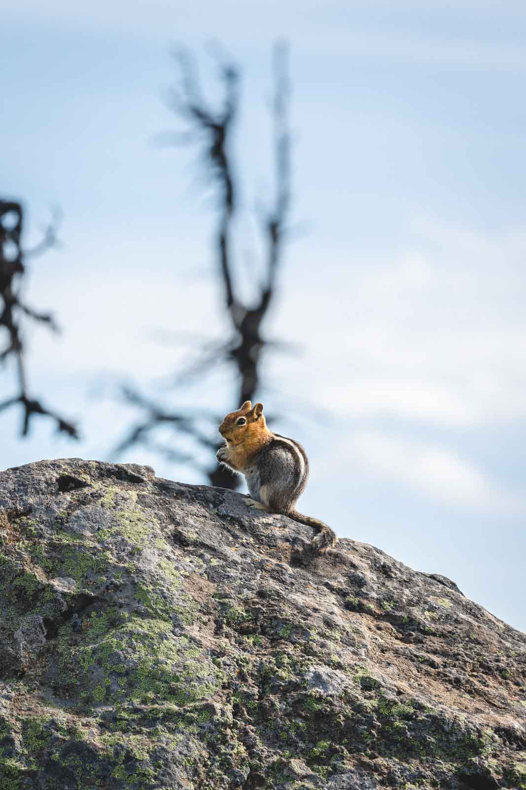 Ground squirrel on a rock on the Black Butte Trail