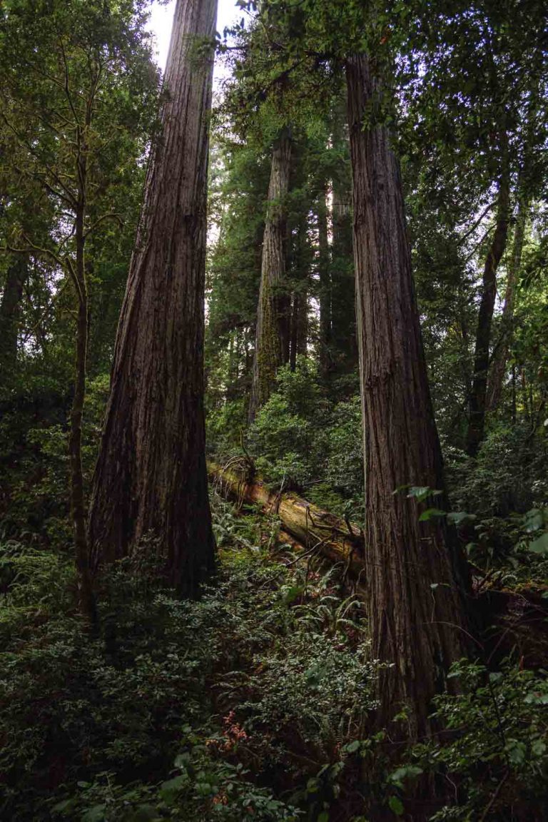 Redwood forest in Alfred A. Loeb Oregon Coast State Park
