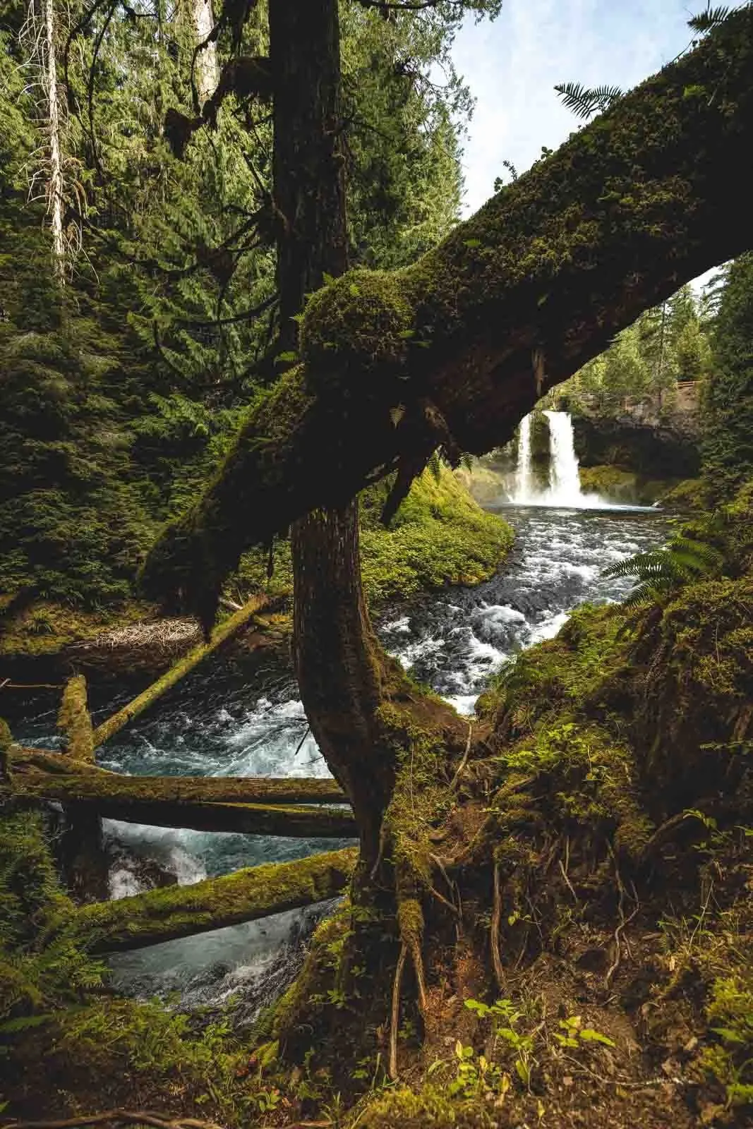 Waterfall on The McKenzie River Trail