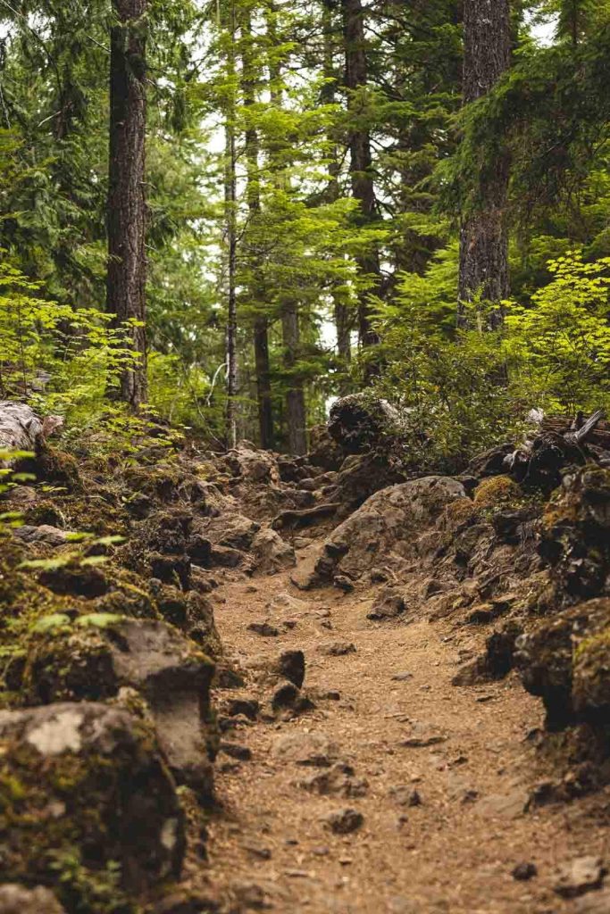 McKenzie River Trail through the woods