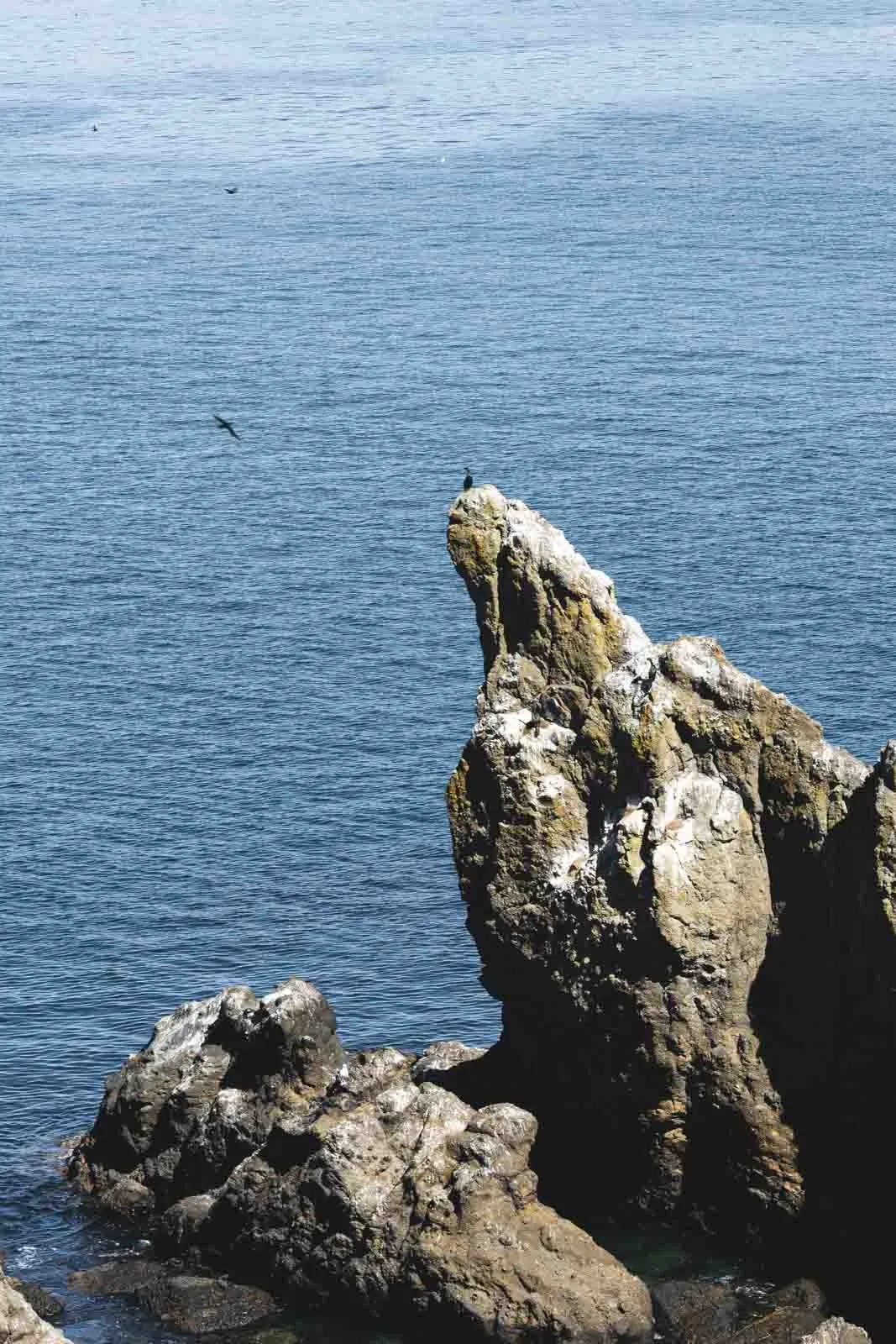 Seabirds on coastal rocks at Yaquina Head Lighthouse, one of the best Oregon Lighthouses