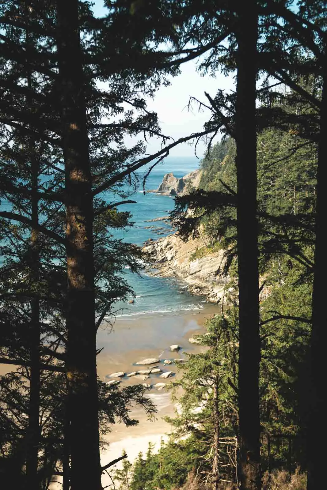 Coastal view through the trees in Cape Falcon