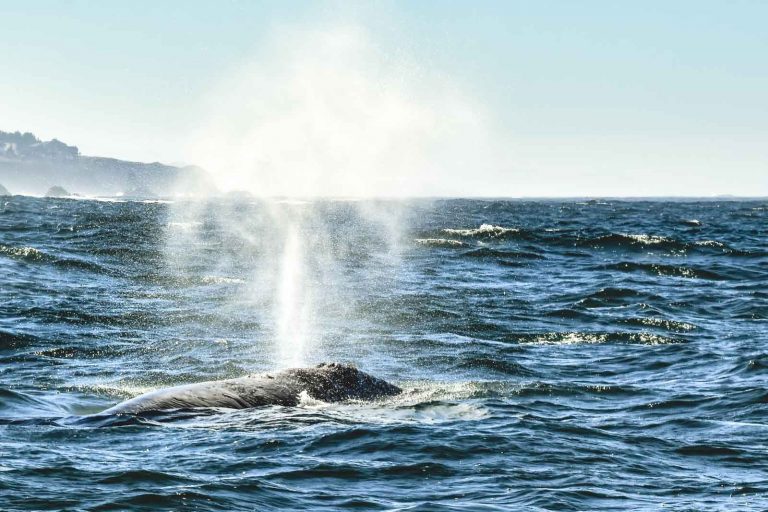 Spouting whale in the ocean bear Cape Blanco lighthouse - one of the best Oregon Lighthouses