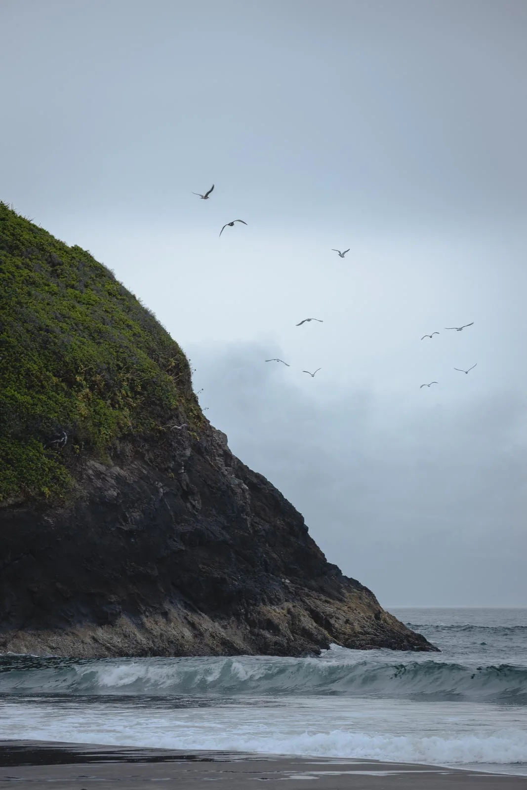 Grassy seacliff and waves lapping beach with seagulls overhead at Neskowin Beach in Oregon
