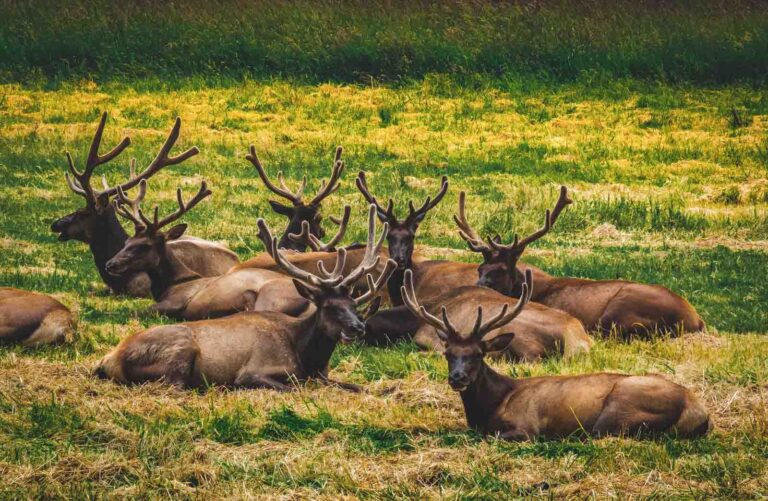 Elk sitting in grassy field near Seaside, Oregon