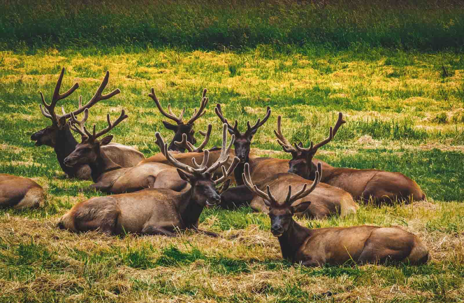 Elk sitting in grassy field near Seaside, Oregon