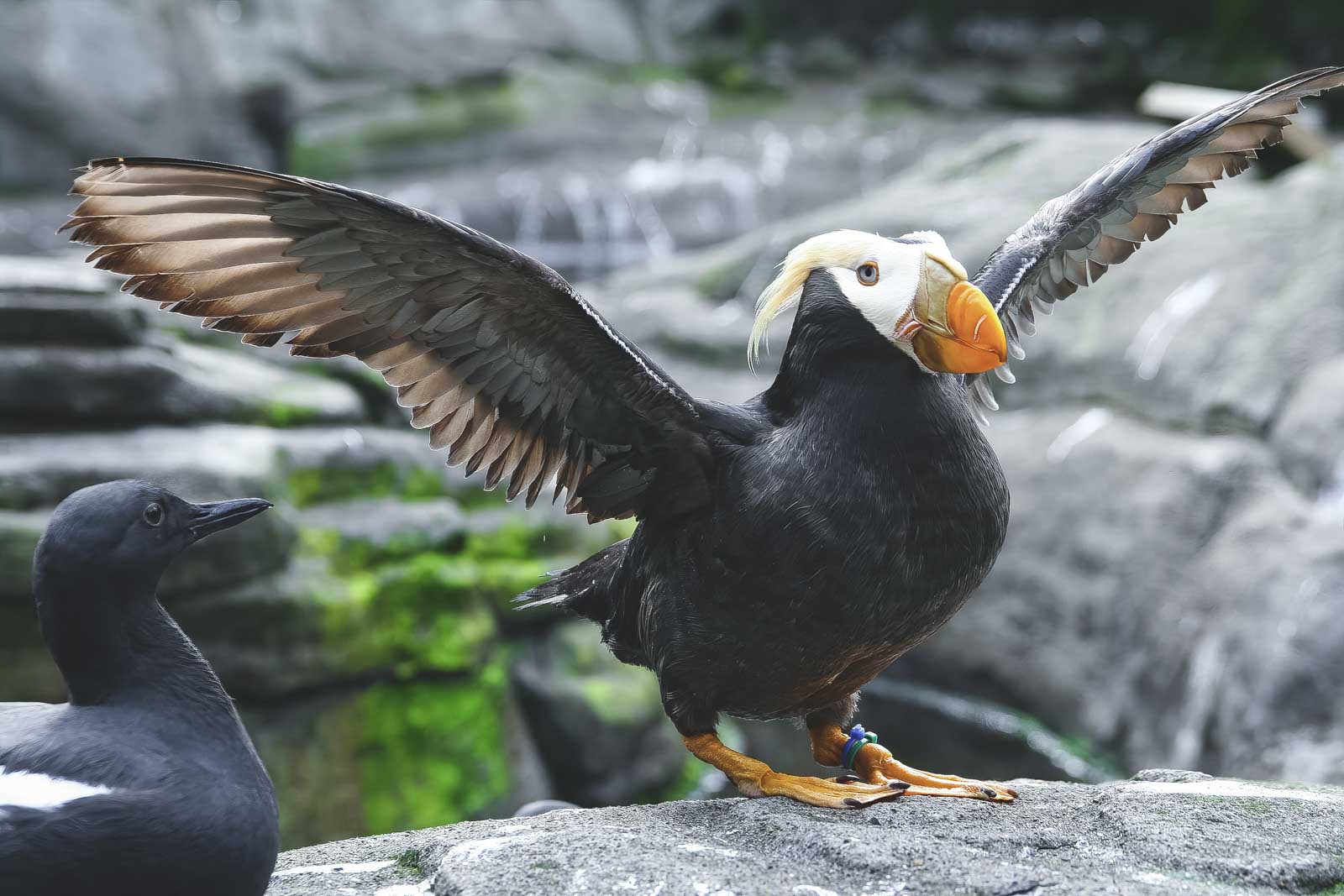Tufted puffin with its wings spread perched on a rock.