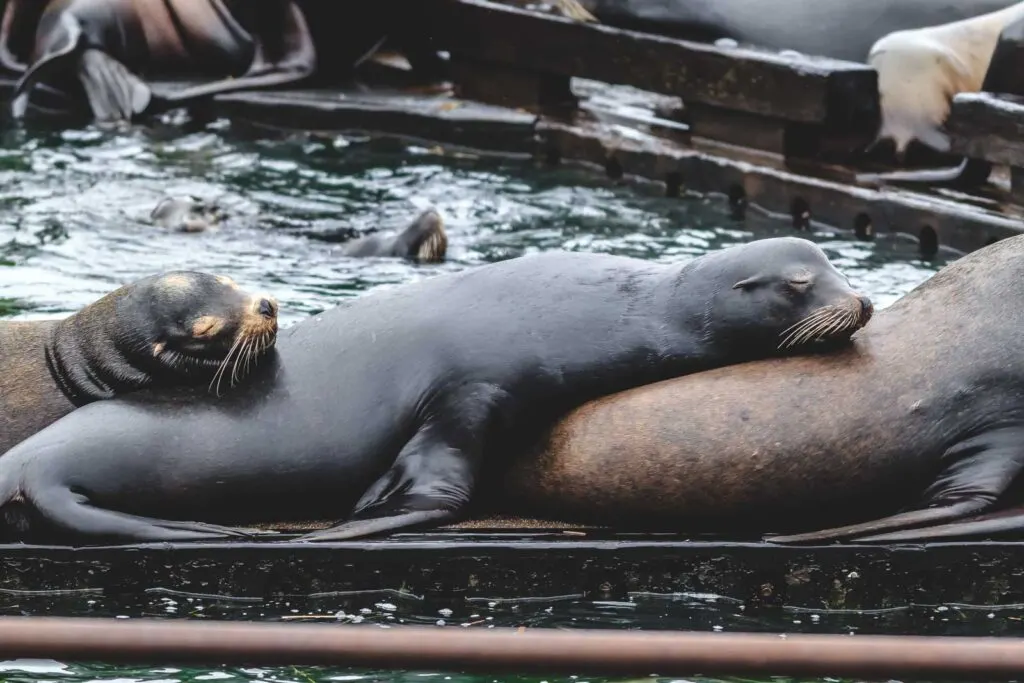 Sleeping seals on dock in Astoria, Oregon