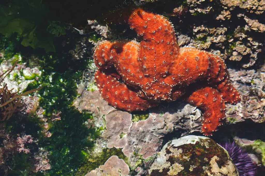 Beautiful Orange Starfish in Shallow Tide Pool- tidepooling is one of the best things to do in Cannon Beach