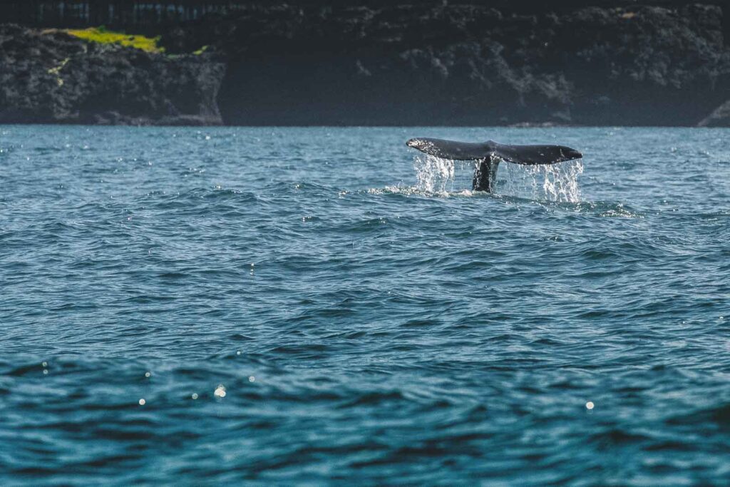 Whale tail in ocean when whale watching - one of the best things to do in Cannon Beach