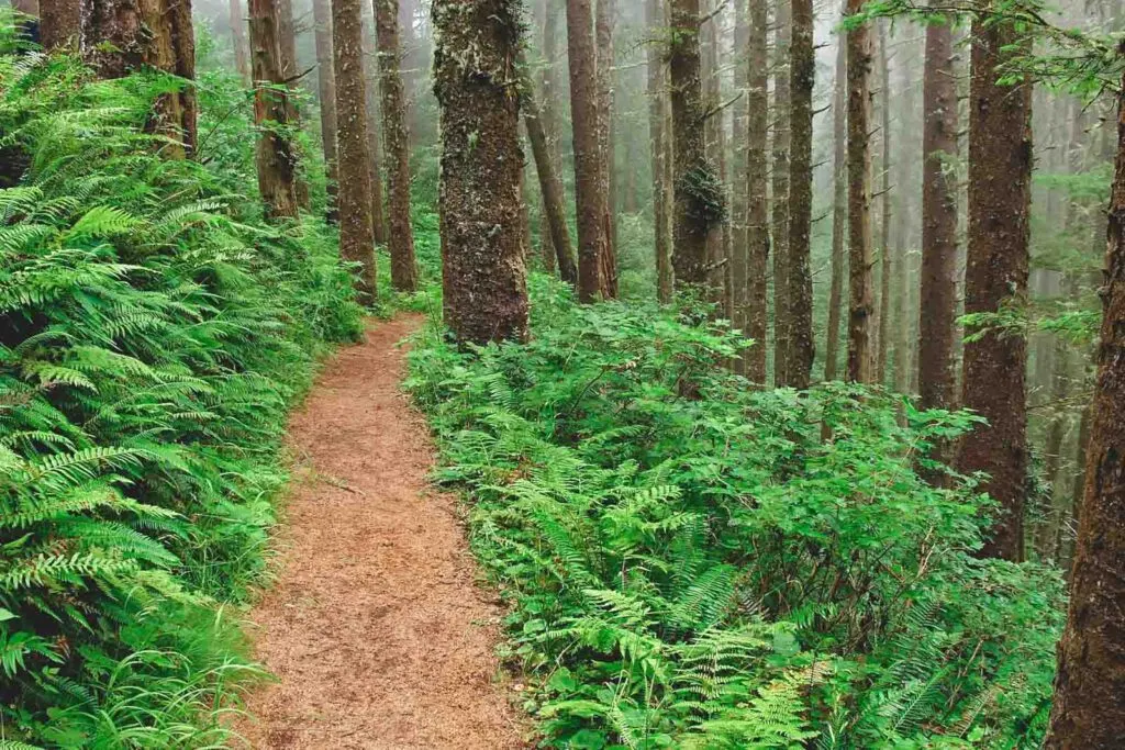 Trail with ferns and trees on each side at Cape Lookout