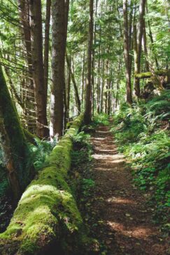 Harts Cove trail through the forest near Lincoln City