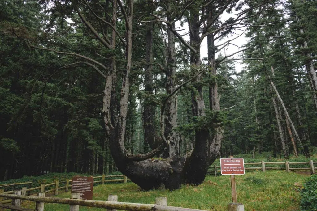 Octopus tree with two signs in front at Cape Meares