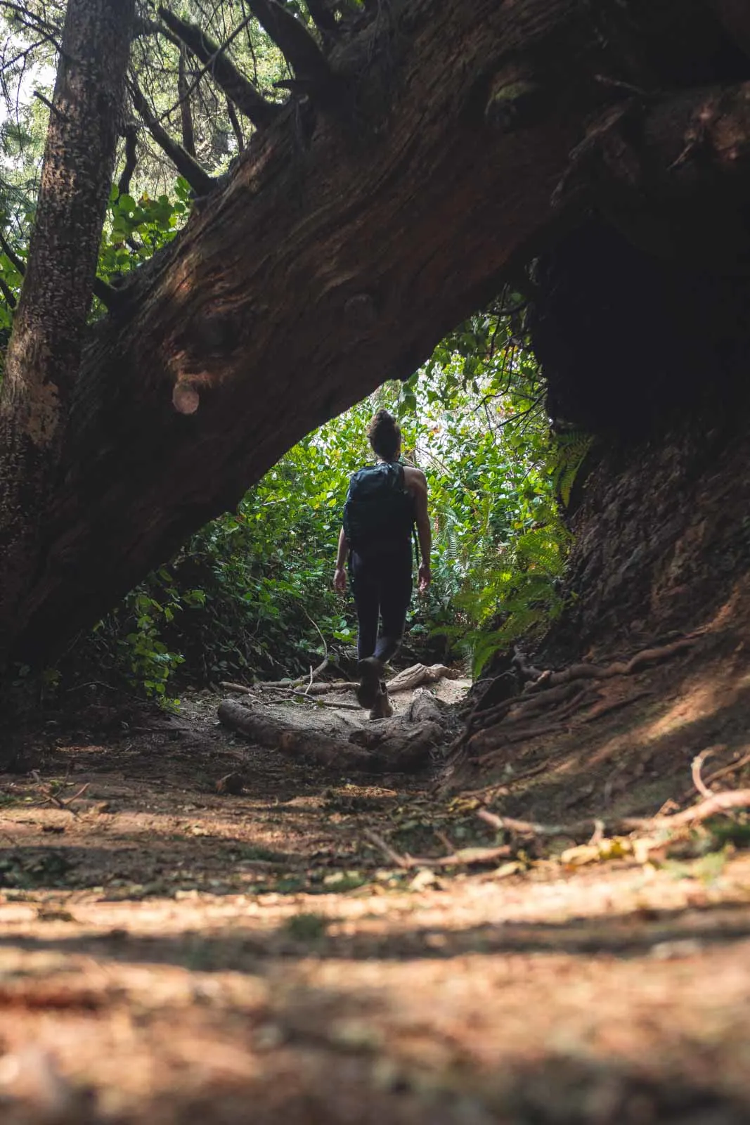 Back of woman hiker through trees at Oswald West State Park