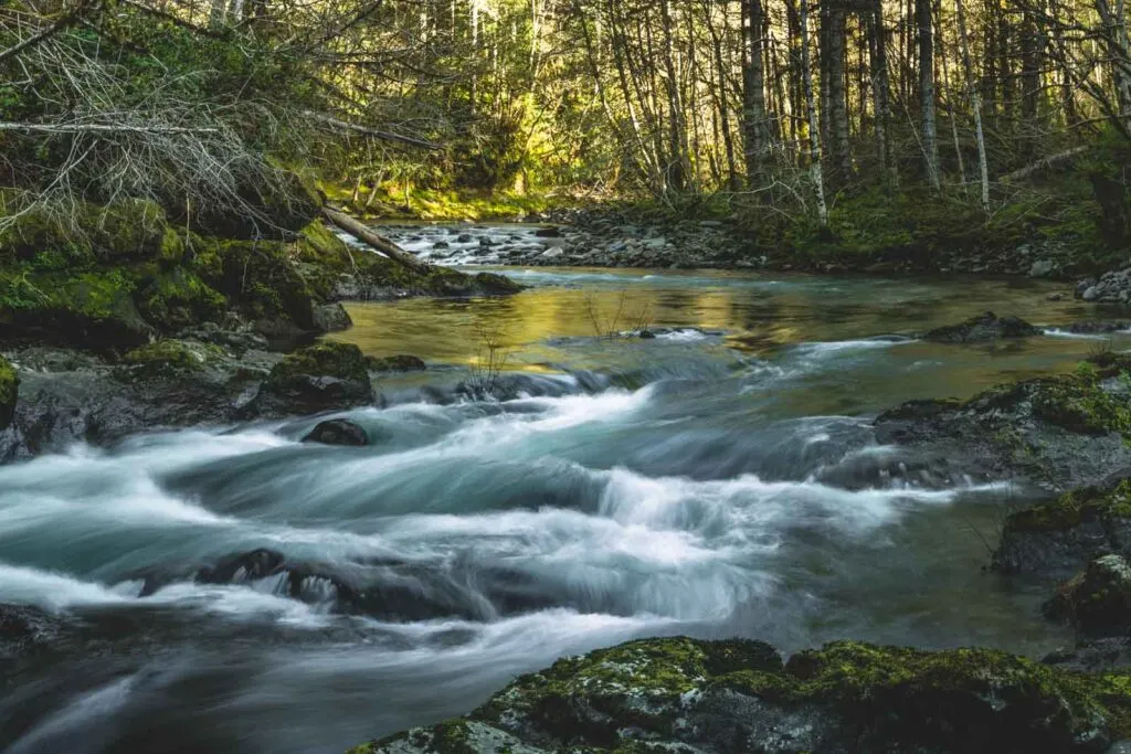 Small rapids in river surrounded by forest near Lincoln City