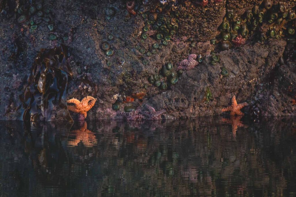 Starfish on rock with tide pool in foreground near Lincoln City