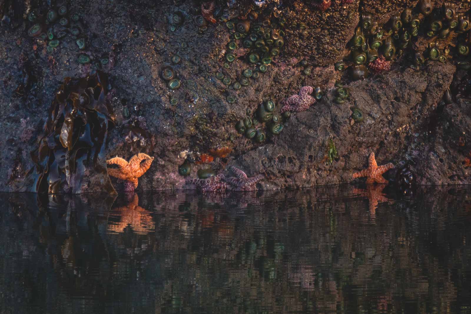 Starfish on a rock within a tide pool and surrounded by barnacles.