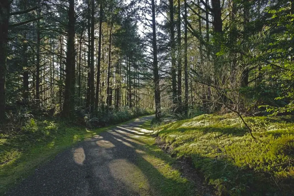 Paved hiking/biking trail with trees on each side at Fort Stevens State Park