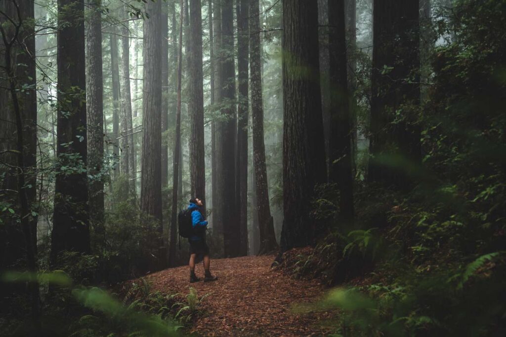 Hiker on dirt trail surrounded by redwood trees in Oregon near Gold Beach