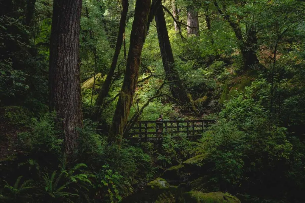 Bridge on Oregon Redwoods Nature Trail in the forest