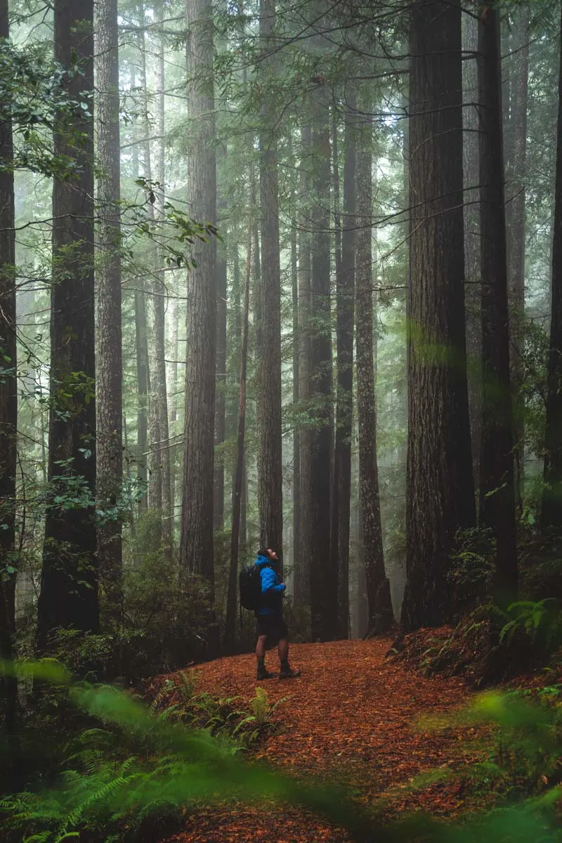 Person hiking on a trail surrounded by Oregon redwoods forest