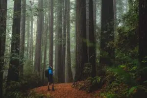 Redwoods in Oregon