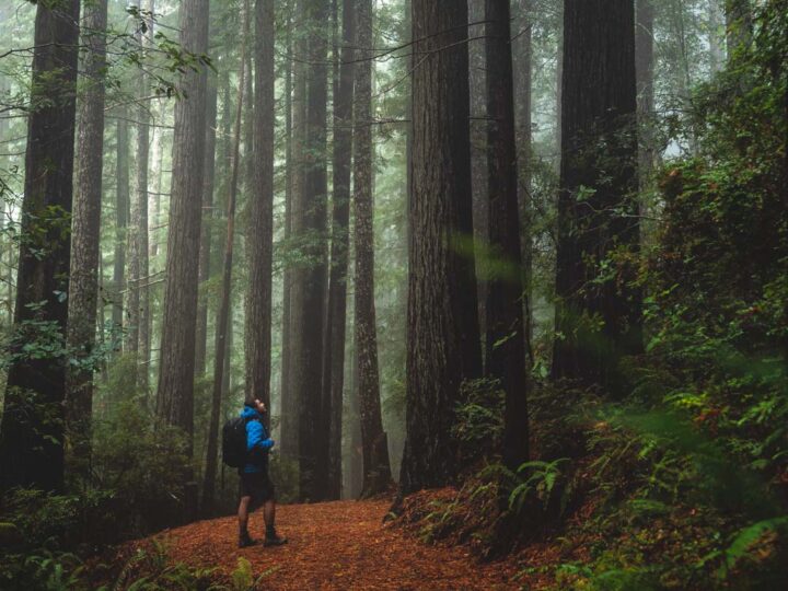 How to See The Redwoods in Oregon