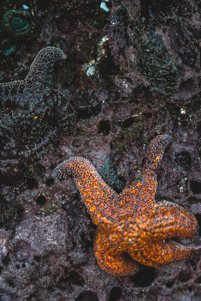Black and orange starfish on the rocks at Cape Perpetua