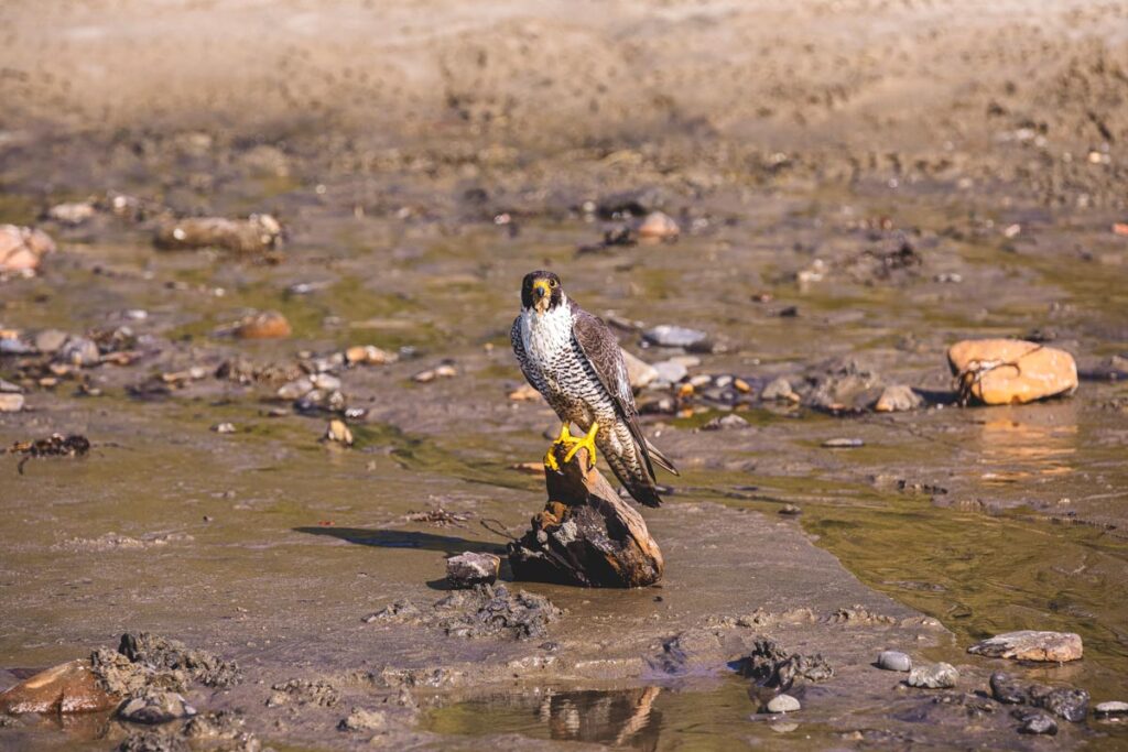 Up close portrait of a Peregrine falcon sitting on a piece of a driftwood.