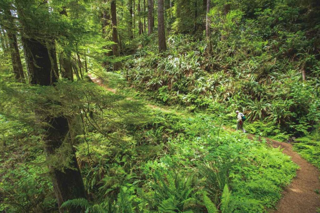 One man hiking through an old growth Douglas Fir forest on the Sant Perpetua Trail near Cape Perpetua