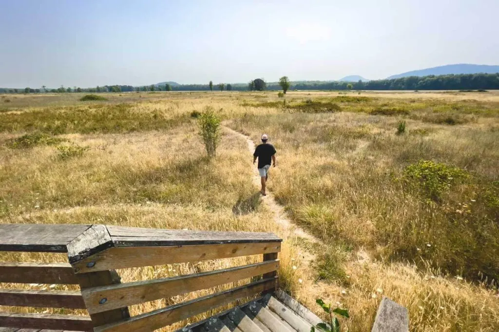 Man walking on trail at the William L Finley National Wildlife Refuge in Eugene