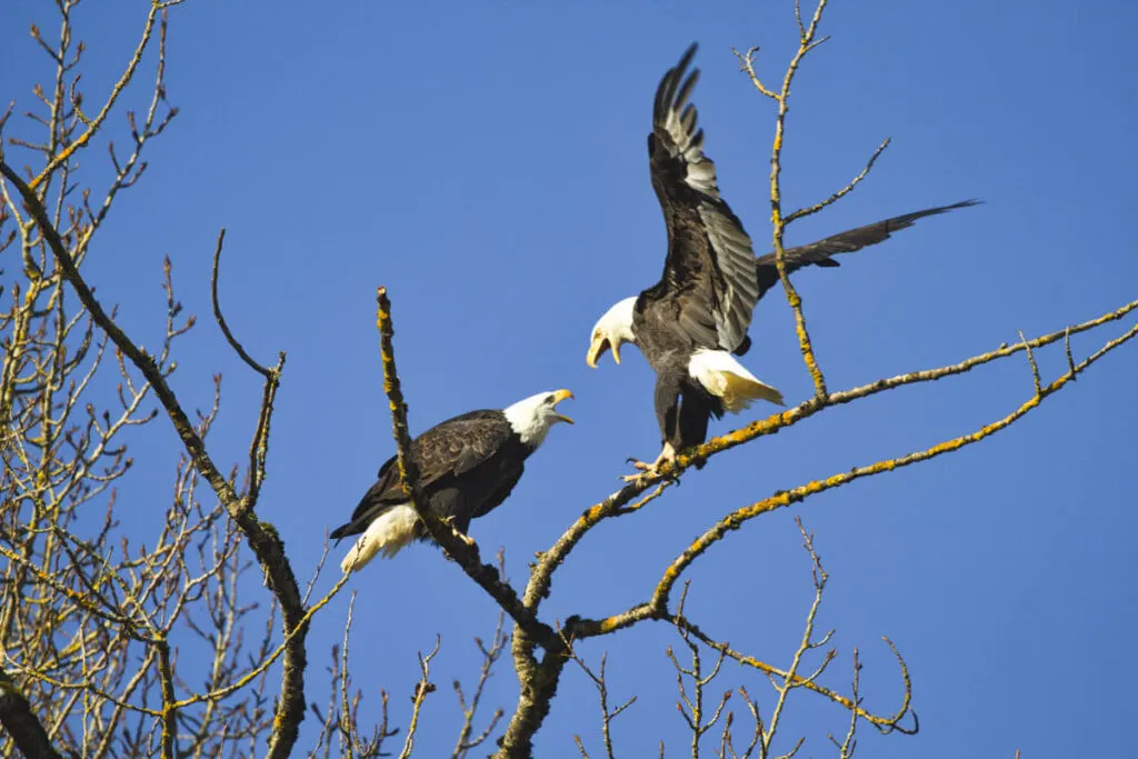 Bald eagles fighting in trees at William L Finley National Wildlife Refuge in Eugene