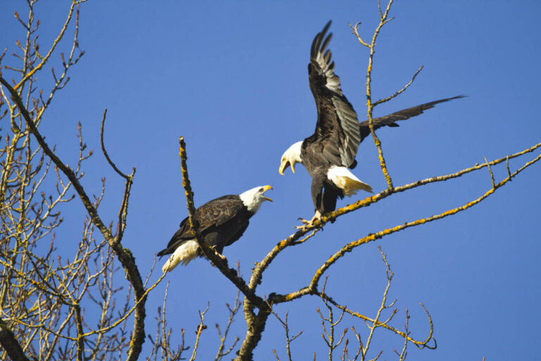 Bald eagles fighting in trees at William L Finley National Wildlife Refuge things to do in Eugene