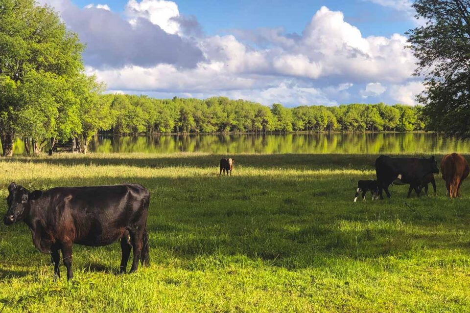 7 Awesome Things To Do on Sauvie Island Near Portland!